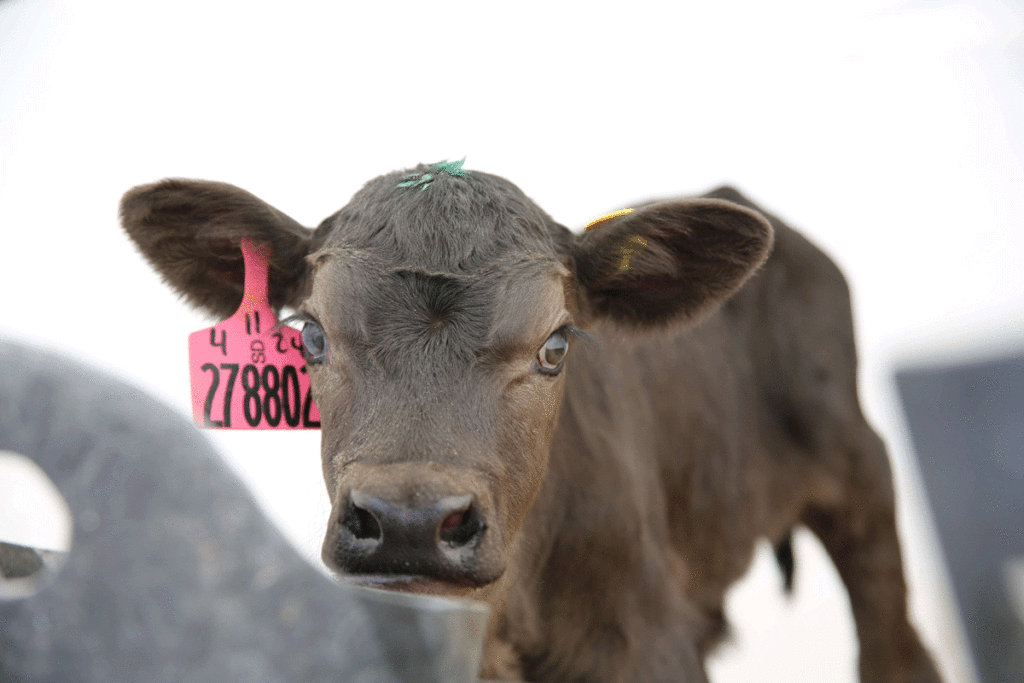 Brown calf with red tag