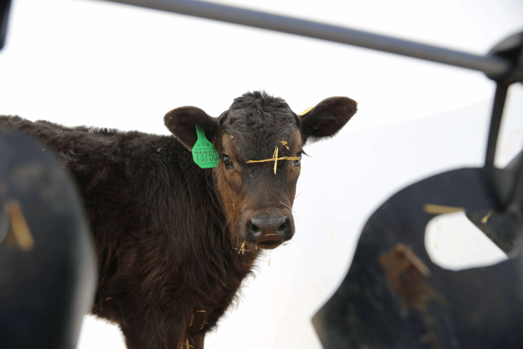 Brown calf with green tag