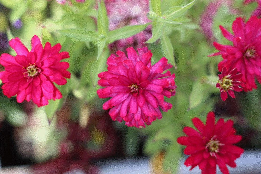 Flower Closeup