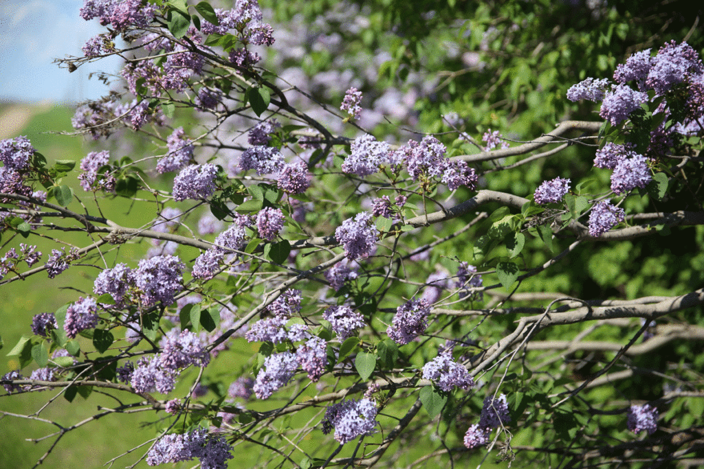 Lilac bushes