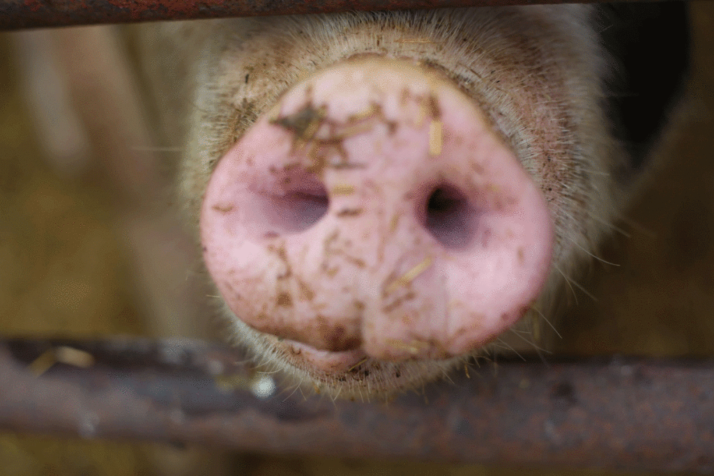 Pig Snout