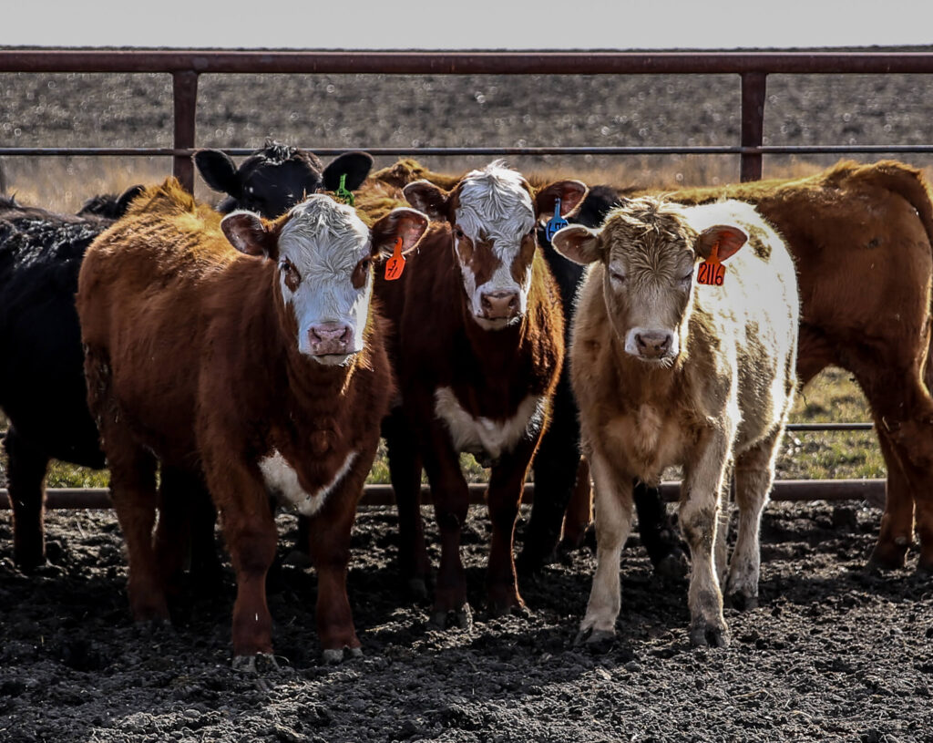 Three steers